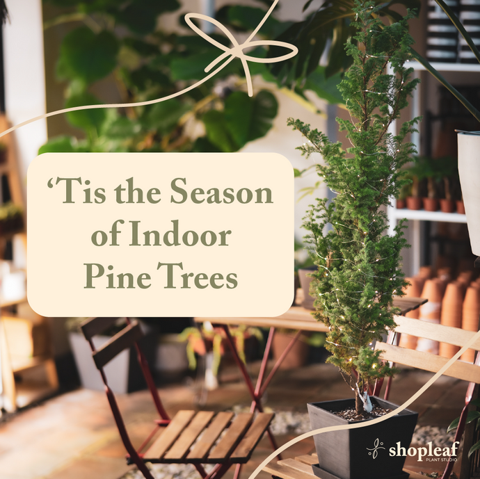 ‘Tis the Season of Indoor Pine Trees