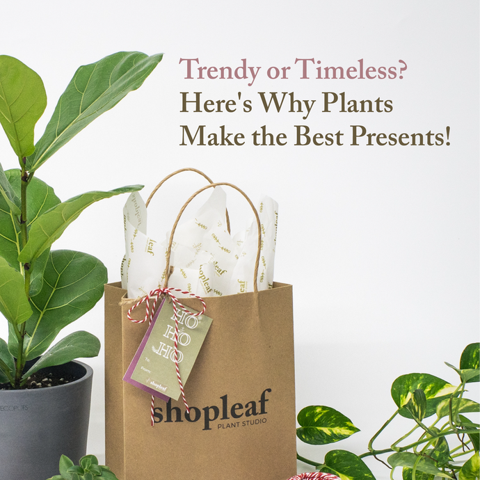 Trendy or Timeless? Here's Why Plants Make the Best Presents!
