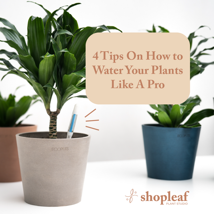 4 Tips On How to Water Your Plants Like A Pro