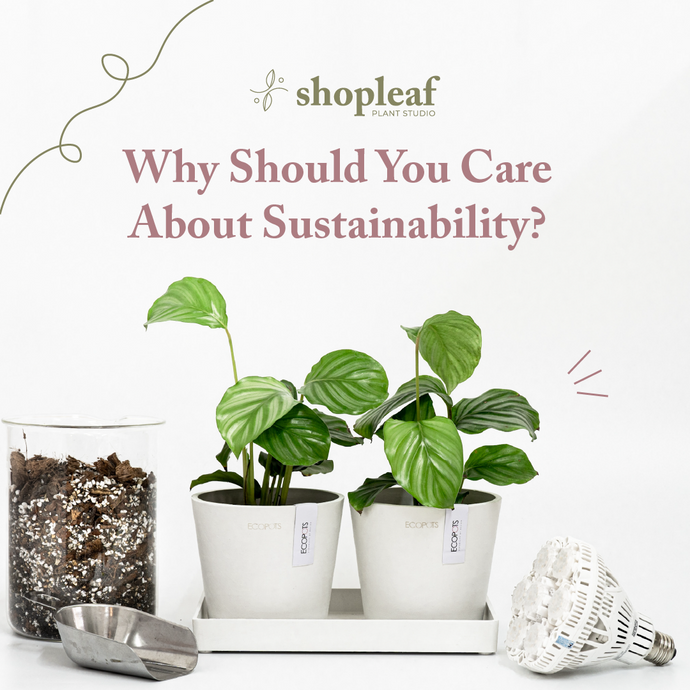 Why Should You Care About Sustainability?