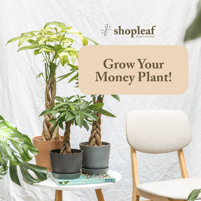 Grow Your Money Plant!