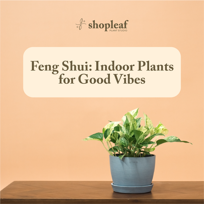 Feng Shui: Indoor Plants for Good Vibes
