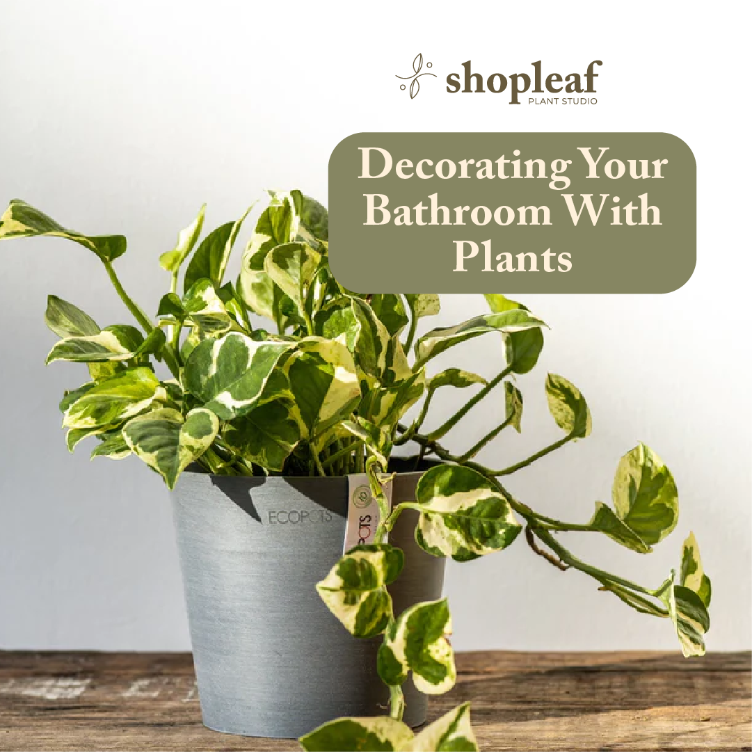 Decorating Your Bathroom With Plants – Shopleaf Plant Studio