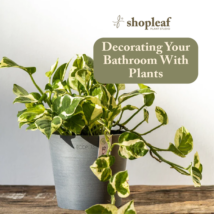 Decorating Your Bathroom With Plants