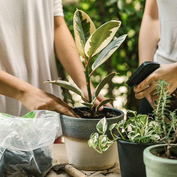 Plant 101: The basics in planting and ingredients to keep your greens happy!
