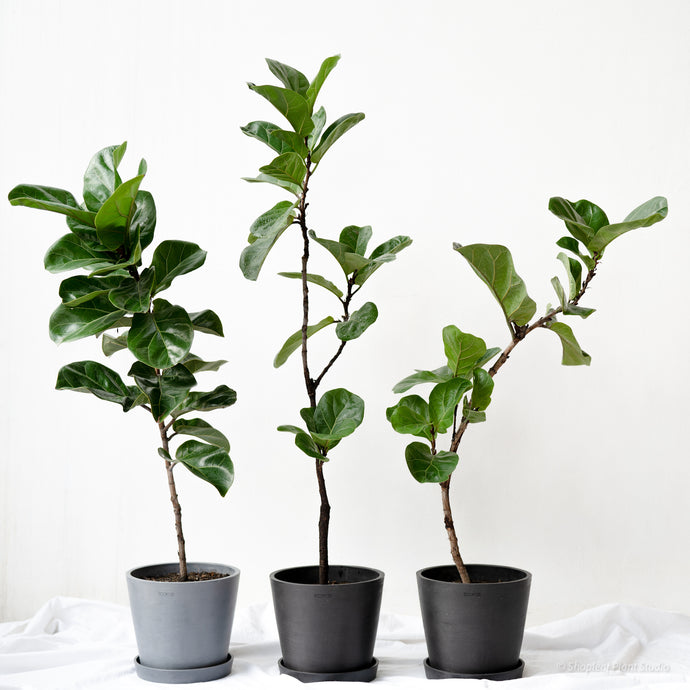 Finding Ficus