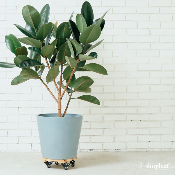 The Internet’s favorite plants and how to keep them alive at home