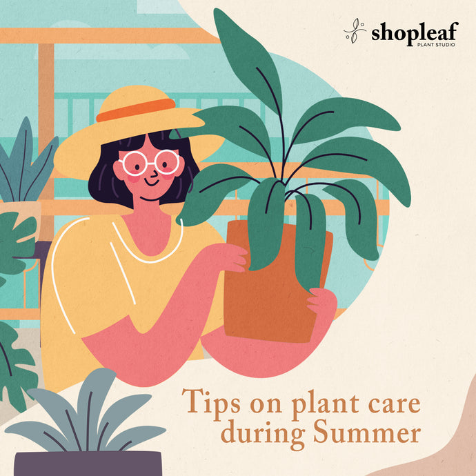 From Inside Out: A Guide to Plant Care this Summer
