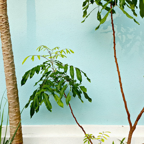Perfect Pair: Find the Best Plant for You (Part 1)