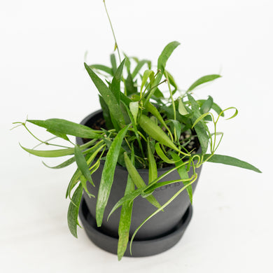 Hoya odetteae in Nursery Pot