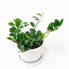 Load image into Gallery viewer, Peperomia angulata (S)