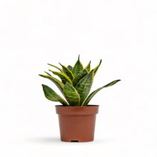 Load image into Gallery viewer, Yellow Dwarf Sansevieria in Nursery Pot
