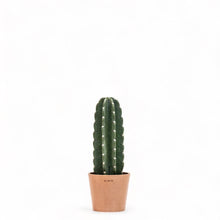 Load image into Gallery viewer, Peruvian Cactus (XS) in Ecopots
