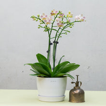 将图片加载到图库查看器，Pink White Orchid (M) in Ecopots