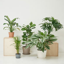 Load image into Gallery viewer, Aglaonema Silver Bay (L) in Ecopots