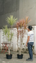 将图片加载到图库查看器，Dracaena Marginata ‘White’ in Nursery Pot