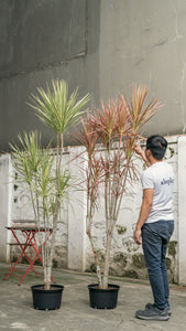 Dracaena Marginata (L) ‘White’ in Nursery Pot