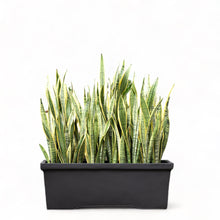 Load image into Gallery viewer, Yellow Snake Plant in Concrete Rectangular Pot