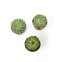 Load image into Gallery viewer, Succulent (S)