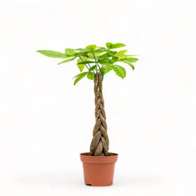 Load image into Gallery viewer, Braided Money Plant (S) in Nursery Pot
