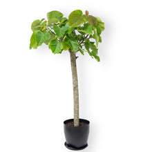 Load image into Gallery viewer, Ficus umbellata in Nursery Pot