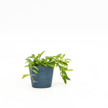 Load image into Gallery viewer, Hoya zambales in Ecopots