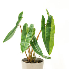 Load image into Gallery viewer, Philodendron billietiae (M) in Ecopots