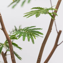 将图片加载到图库查看器，Everfresh Tree (L) in Nursery Pot