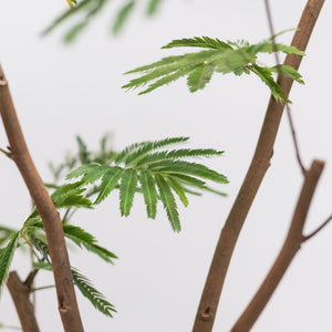 Everfresh Tree (L) in Nursery Pot