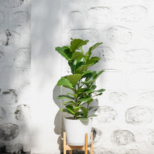 将图片加载到图库查看器，3in1 Fiddle Leaf Fig Tree (M2) in Nursery Pot