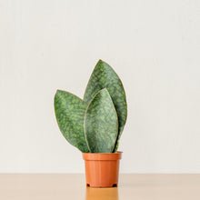 Load image into Gallery viewer, 3in1 Whale Fin Sansevieria (S) in Nursery Pot