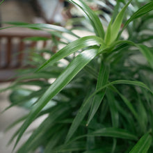 Load image into Gallery viewer, Variegated Dracaena Anita (L1) in Ecopots