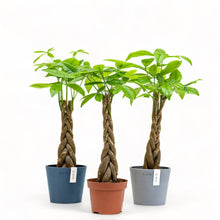 Load image into Gallery viewer, Braided Money Plant (S) in Ecopots