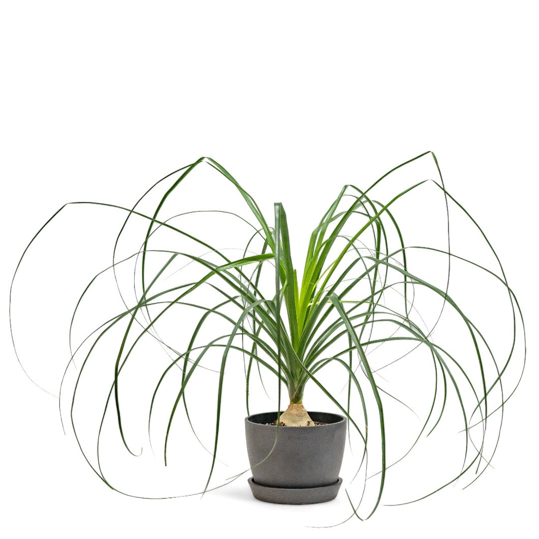 Ponytail Palm (S) in Ecopots