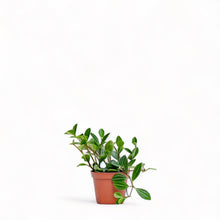 Load image into Gallery viewer, Peperomia angulata (S) in Nursery Pot