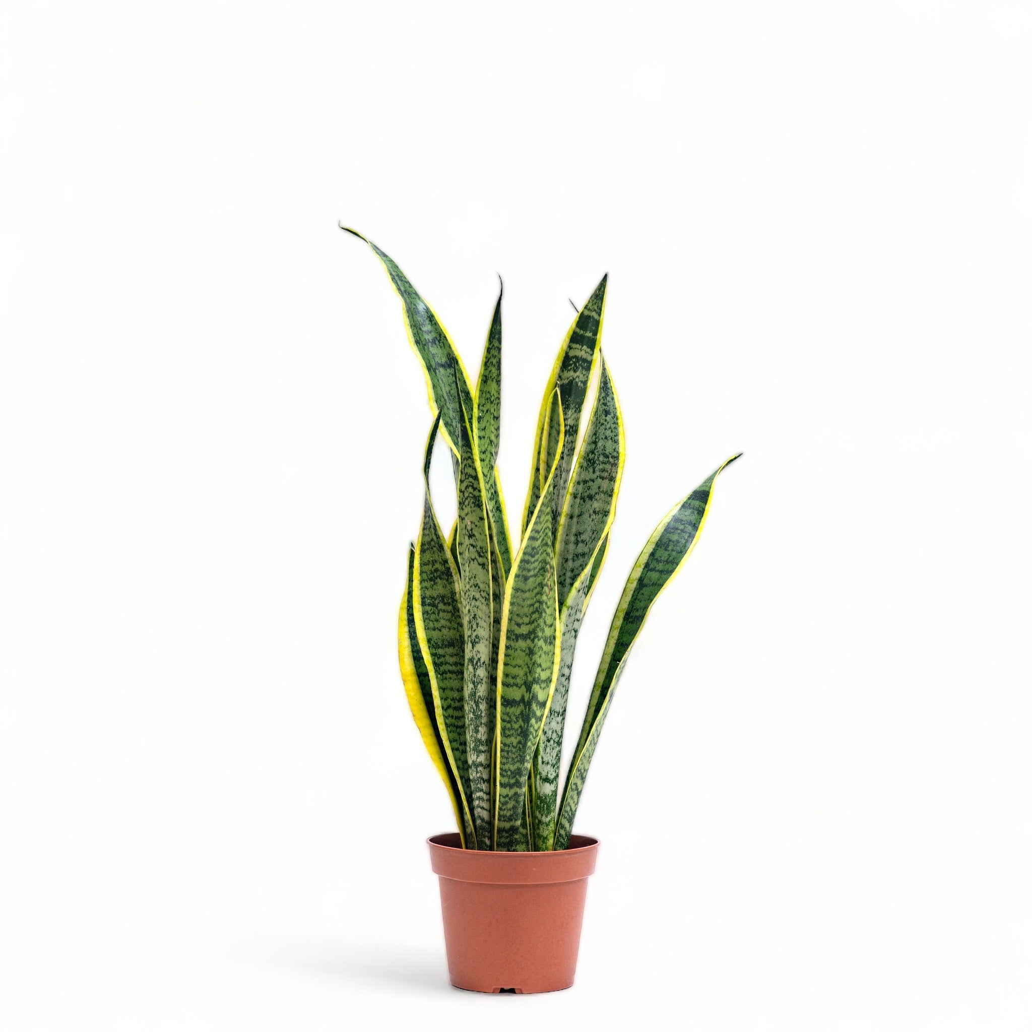 snake plant price philippines Yellow Snake Plant (S) in Nursery Pot – Shopleaf Plant Studio
