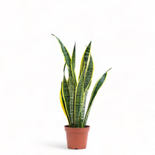 Load image into Gallery viewer, Yellow Snake Plant (S) in Nursery Pot