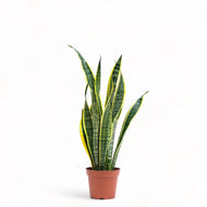Yellow Snake Plant (S) in Nursery Pot
