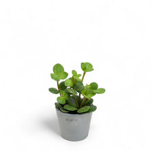 Load image into Gallery viewer, Peperomia Hope (XS) in Ecopots