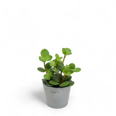 Peperomia Hope (XS) in Ecopots