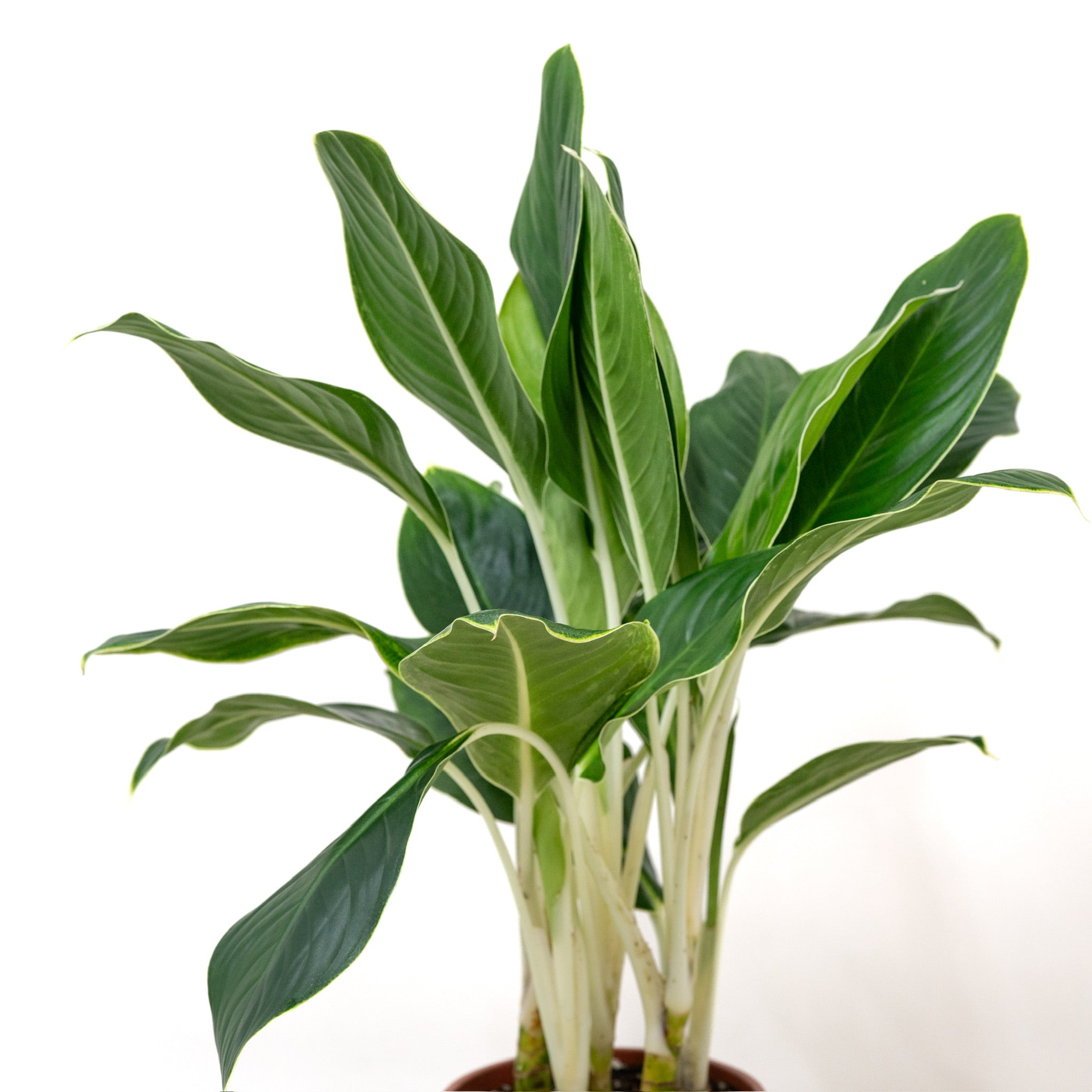 aglaonema white edge Aglaonema White Edge (M) in Ecopots – Shopleaf Plant Studio