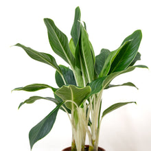 Load image into Gallery viewer, Aglaonema White Edge (M) in Ecopots