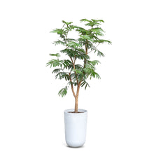 将图片加载到图库查看器，Everfresh Tree (L) in Ecopots