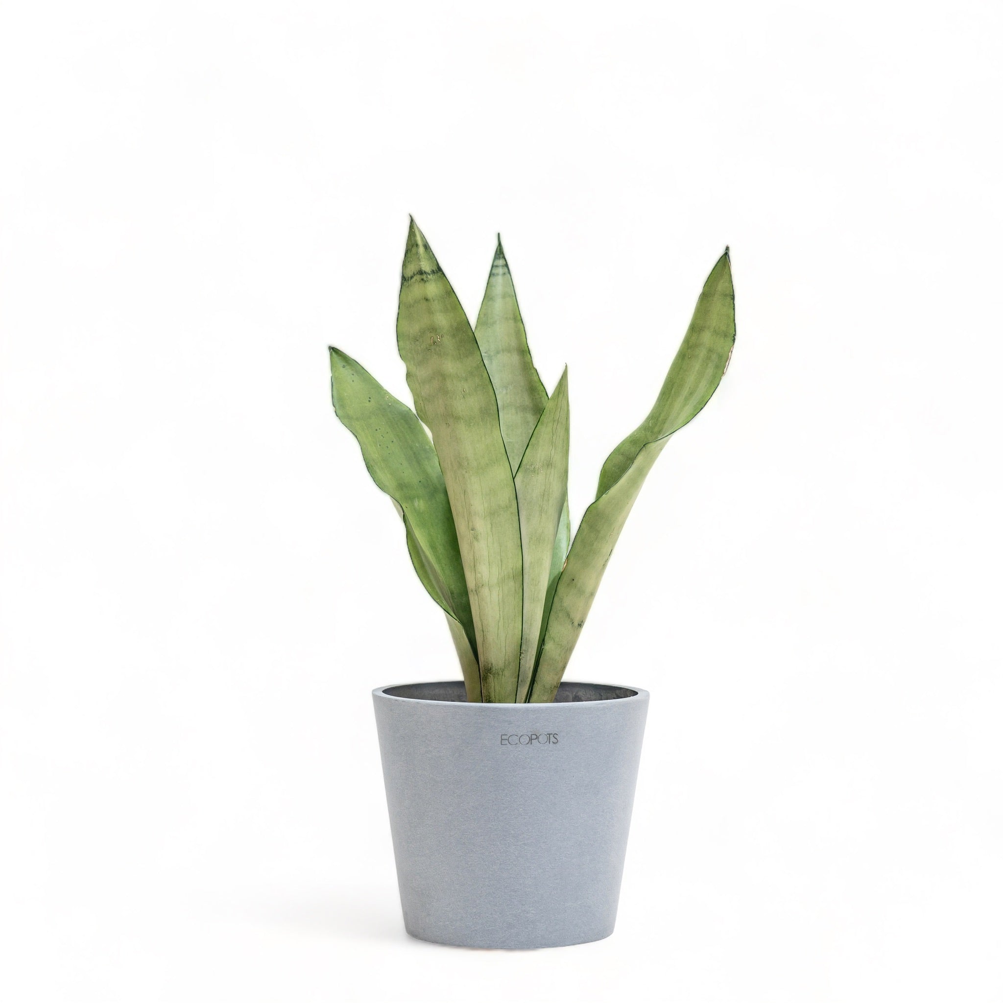 mom shine snake plant Sansevieria Moonshine (S) in Ecopots – Shopleaf Plant Studio