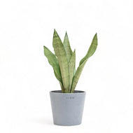 Sansevieria Moonshine (S) in Ecopots