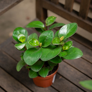 Peperomia Red Margin (M) in Nursery Pot