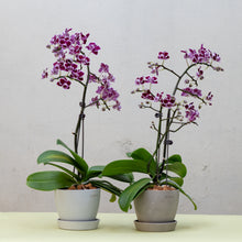 将图片加载到图库查看器，Purple White Orchid (M) in Ecopots