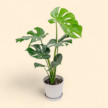 Load image into Gallery viewer, Monstera deliciosa (M) in Ecopots