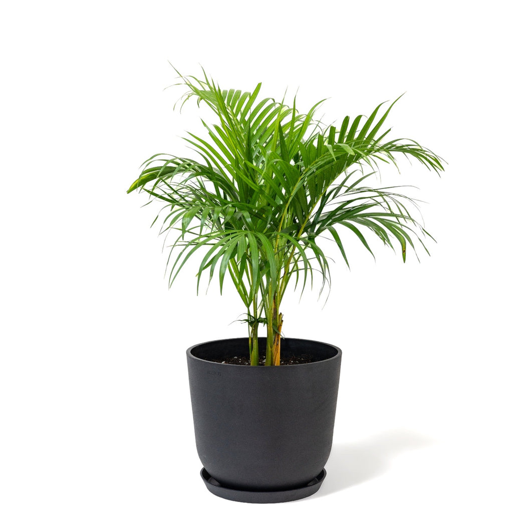 Butterfly Palm (M1) in Ecopots
