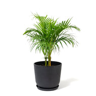 Butterfly Palm (M1) in Ecopots